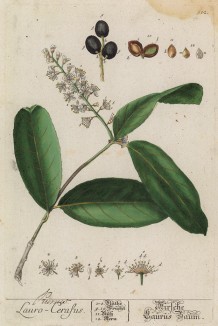 Лавровишня (Prunus laurocerasus (лат.)) — вечнозелёное растение; вид подрода вишня рода слива (лист 512 "Гербария" Элизабет Блеквелл, изданного в Нюрнберге в 1760 году)