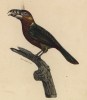 Самочка тукана арасари (лист из альбома литографий "Галерея птиц... королевского сада", изданного в Париже в 1822 году)