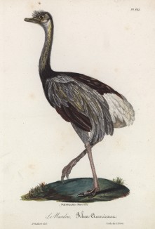 Обыкновенный нанду (лист из альбома литографий "Галерея птиц... королевского сада", изданного в Париже в 1825 году)