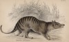 Тасманийский сумчатый волк, или тилацин (Thylacinus cynocephalus (лат.)) (лист 5 тома VIII "Библиотеки натуралиста" Вильяма Жардина, изданного в Эдинбурге в 1841 году)