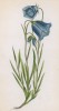 Колокольчик Шейхцера (Campanula Scheuchzeri (лат.)) (лист 256 известной работы Йозефа Карла Вебера "Растения Альп", изданной в Мюнхене в 1872 году)