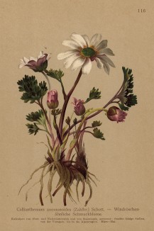 Рутовник анемоновидный (из Atlas der Alpenflora. Дрезден. 1897 год. Том II. Лист 116)