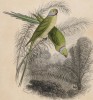 Титульный лист XXIII тома "Библиотеки натуралиста" Вильяма Жардина, изданного в Эдинбурге в 1843 году и посвящённого Франсуа Левальяну (на миниатюре его знаменитые попугаи)