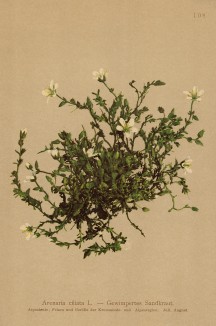 Песчанка реснитчатая (Arenaria ciliata (лат.)) (из Atlas der Alpenflora. Дрезден. 1897 год. Том II. Лист 108)