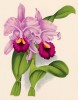 Орхидея CATTLEYA TRIANAE TRIUMPHANS (лат.) (лист DCCXCVII Lindenia Iconographie des Orchidées - обширнейшей в истории иконографии орхидей. Брюссель, 1903)