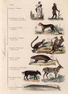 Отряды класса млекопитающих (иллюстрация к работе Ахилла Конта Musée d'histoire naturelle, изданной в Париже в 1854 году)