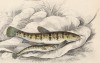 Усатый голец (1. Loach 2. Groundling (англ.)) (лист 27 XXXII тома "Библиотеки натуралиста" Вильяма Жардина, изданного в Эдинбурге в 1843 году)