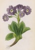 Примула мохнатая (Primula villosa (лат.)) (лист 348 известной работы Йозефа Карла Вебера "Растения Альп", изданной в Мюнхене в 1872 году)