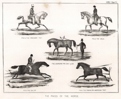 Ход лошади. Рысь, галоп и шаг. The Book of Field Sports and Library of Veterinary Knowledge. Лондон, 1864