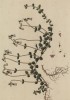Линнея (Linnaea (лат.)) — род вечнозелёных стелющихся кустарничков, названный в честь шведского ботаника Карла Линнея (лист 597 "Гербария" Элизабет Блеквелл, изданного в Нюрнберге в 1760 году)