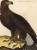 Великолепный орёл (из Table des Planches Enluminées d'Histoire Naturelle de M. D'Aubenton (фр.). Утрехт. 1783 год (лист 409))