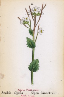 Арабис альпийский (Arabis alpina (лат.)) (лист 44 известной работы Йозефа Карла Вебера "Растения Альп", изданной в Мюнхене в 1872 году)