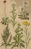 Чихотная трава (Achillea Ptarmica), чернобыльник (Artemisia vulgaris), бессмертник песчаный (Gnaphalium arenarium), кошачья лапка (Gnaphalium dioicum), сушеница альпийская, или эдельвейс (Gnaphalium Leontopodium), крестовник (Senecio vulgaris)