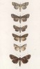 Бабочки родов Luperina, Hadena, Agrotis и Xylophasia (лат.) (лист 77)