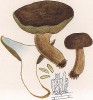 Польский, он же панский гриб, он же моховик каштановый, Boletus badius Fr. (лат.), съедобен. Дж.Бресадола, Funghi mangerecci e velenosi, т.II, л.166. Тренто, 1933