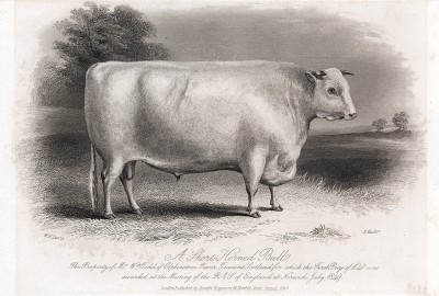 Белый короткорогий бык мистера Тодда. Farmer's Magazin. Лондон, 1844