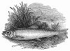 Снеток -- мелкая озёрная рыбка, форма европейской корюшки длиной до восемнадцати сантиметров, имеющая существенное промысловое значение (The Illustrated London News №106 от 11/05/1844 г.)