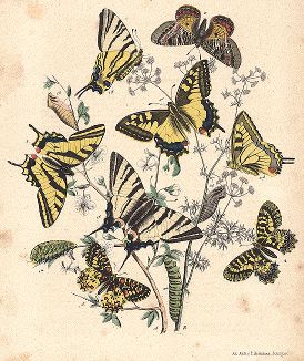Бабочки семейства парусников (кавалеров): махаон, алексанор, подалирий и др. "Книга бабочек" Фридриха Берге, Штутгарт, 1870. 