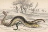 Пескоройка, или европейская ручьевая минога (Ammoccetes branchialis (лат.)). Миноговые не относятся к рыбам. Ранее пескоройка считалась отдельным видом миног (лист 33 XXXIII тома "Библиотеки натуралиста" В. Жардина, изданного в 1843 г.)