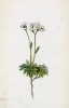 Крупка махровая (войлочная) (Draba tomentosa (лат.)) (лист 62 известной работы Йозефа Карла Вебера "Растения Альп", изданной в Мюнхене в 1872 году)