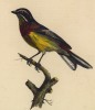 Танагра разноцветная (Tanagra multicolor (лат.)) (лист из альбома литографий "Галерея птиц... королевского сада", изданного в Париже в 1822 году)