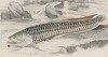 Аравана (Osteoglossum arowana (лат.)) (лист 12 XXXIX тома "Библиотеки натуралиста" Вильяма Жардина, изданного в Эдинбурге в 1860 году)