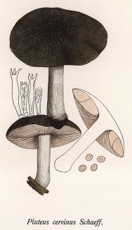 Плютей олений, или oлений гриб, Pluteus cervinus Schaeff. (лат.). Съедобный, но невкусный гриб. Дж.Бресадола, Funghi mangerecci e velenosi, т.II, л.139. Тренто, 1933