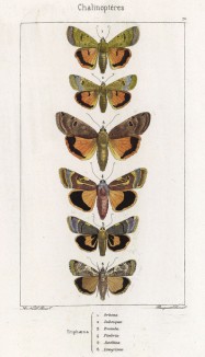 Бабочки рода Triphaena: Orbona (1), Subsequa (2), Pronuba (3), Fimbria (4), Janthina (5) и Linogrisea (6) (лат.) (лист 70)