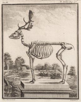 Скелет лося (лист XXXI иллюстраций к шестому тому знаменитой "Естественной истории" графа де Бюффона, изданному в Париже в 1756 году)