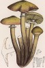 Опёнок осенний или настоящий, Armillaria mellea Wahl. (лат.). Съедобный гриб, содержит ценные микроэлементы, полезные для кроветворения. Дж.Бресадола, Funghi mangerecci e velenosi, т.I, л.23. Тренто, 1933