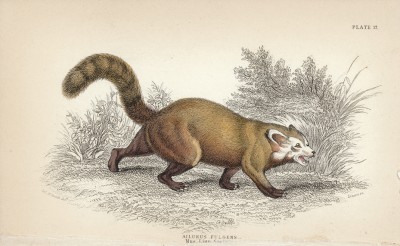 Блистательная кошка (по Кювье), она же кошачий медведь, она же малая (красная) панда (ailurus fulgens (лат.)) (лист 17 тома I "Библиотеки натуралиста" Вильяма Жардина, изданного в Эдинбурге в 1842 году)