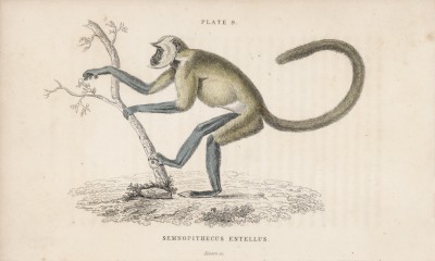 Священная у индусов обезьяна хануман (гульман, или лангур североравнинный серый (Semnopithecus entellus (лат.)) (лист 9 тома II "Библиотеки натуралиста" Вильяма Жардина, изданного в Эдинбурге в 1833 году)