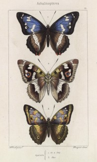 Бабочки переливница ивовая (Apatura iris (1,2)) и переливница тополевая (Apatura Ilia (лат.)) (лист 11)