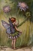 Летние феи: фея цветов скабиозы