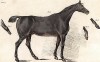 Лошадь серой масти. Из альбома литографий Генри Алкена The Beauties and Defects in the Figure of the Horse, л.9. Лондон, 1816
