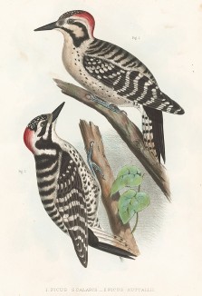 1.Техасский дятел, Picus scalaris (лат.), и 2.Нутталов дятел, Picus nuttallii (лат.). United States and Mexican Boundary Survey… Spencer F. Baird, Birds of the Boundary, л.III. Вашингтон, 1859 
