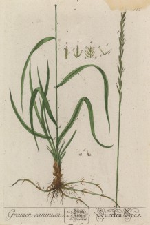 Пырей (Gramen caninum (лат.)) из семейства злаки (лист 537 "Гербария" Элизабет Блеквелл, изданного в Нюрнберге в 1760 году)