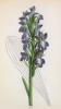 Ятрышник Шпицеля (Orchis Spitzelii (лат.)) (лист 373 известной работы Йозефа Карла Вебера "Растения Альп", изданной в Мюнхене в 1872 году)