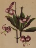 Лилия царские кудри, или просто лилия кудреватая (Lilium Martagon L. (лат.)) (из Atlas der Alpenflora. Дрезден. 1897 год. Том I. Лист 58)