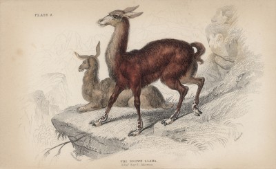 Ламы на утёсе (Auchenia Llama (лат.)) (лист 2 тома XI "Библиотеки натуралиста" Вильяма Жардина, изданного в Эдинбурге в 1843 году)