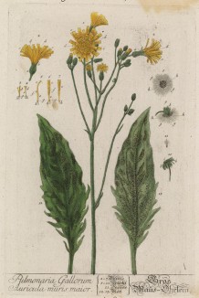Медуница (Pulmonaria Gallorum (лат.)) (лист 538 "Гербария" Элизабет Блеквелл, изданного в Нюрнберге в 1760 году)