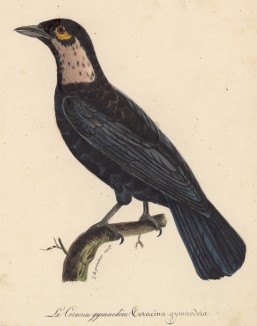 Галка (Coracina gymnodera (лат.)) (лист из альбома литографий "Галерея птиц... королевского сада", изданного в Париже в 1822 году)