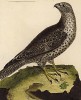 Исландский кречет (из Table des Planches Enluminées d'Histoire Naturelle de M. D'Aubenton (фр.). Утрехт. 1783 год (лист 210))