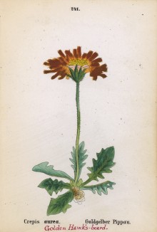 Скерда золотистая (Crepis aurea (лат.)) (лист 241 известной работы Йозефа Карла Вебера "Растения Альп", изданной в Мюнхене в 1872 году)