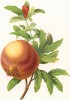 Гранат (фр. grenadier punica, лат. Punica granatum). С гравюры по рисунку Пьера-Жозефа Редуте из альбома Fruits and Flowers. Лондон, 1955