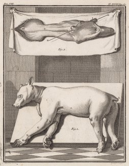Эмбрион медведя (лист XXXIII иллюстраций к седьмому тому знаменитой "Естественной истории" графа де Бюффона, изданному в Париже в 1758 году)