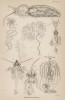 Органы пищеварения у насекомых (Digestive organs (англ.)) (лист 2 XXXIV тома "Библиотеки натуралиста" Вильяма Жардина, изданного в Эдинбурге в 1843 году)