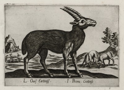 Критская овца (лист из альбома Nova raccolta de li animali piu curiosi del mondo disegnati et intagliati da Antonio Tempesta... Рим. 1651 год)