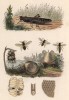 Кузнечик, пчёлы и соты (иллюстрация к работе Ахилла Конта Musée d'histoire naturelle, изданной в Париже в 1854 году)