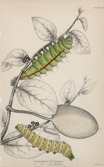 Гусеница и куколка павлиноглазки цинтии (1. Caterpillar of S. Cynthia 2. C. of S Mylitta 3. Podunoulated cocoon of the latter (лат.)) (лист 15 XXXVII тома "Библиотеки натуралиста" Вильяма Жардина, изданного в Эдинбурге в 1843 году)